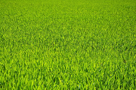 green grass field