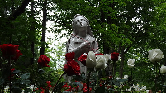red and white rose flowers overlooking religious statue under shade of tree at daytime