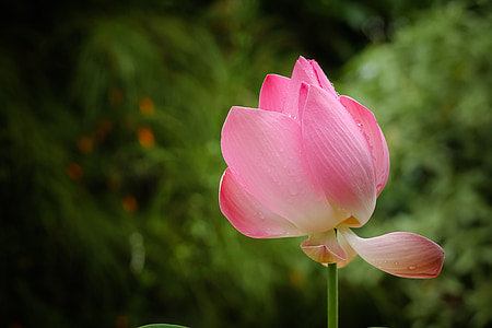 selective focus photography of pink lotus flower
