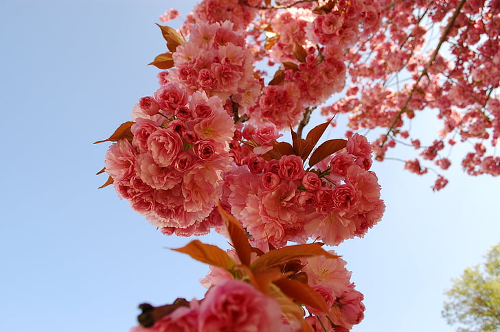 low angle photo of pink petaled flowers