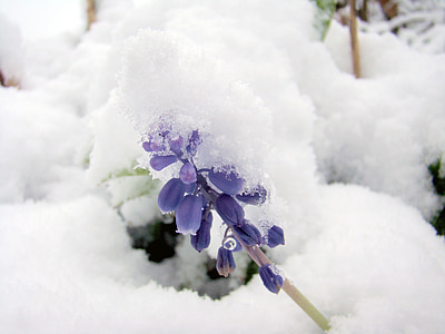 selective focus photography of purple grape hyacinths covered with white snow