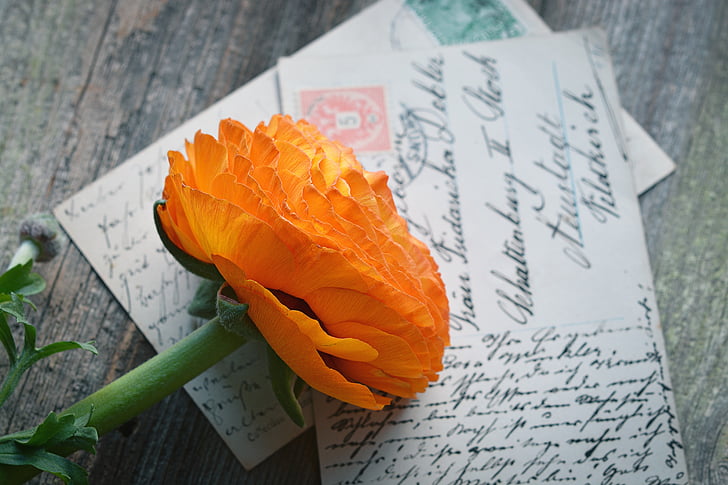 orange flower on greeting cards