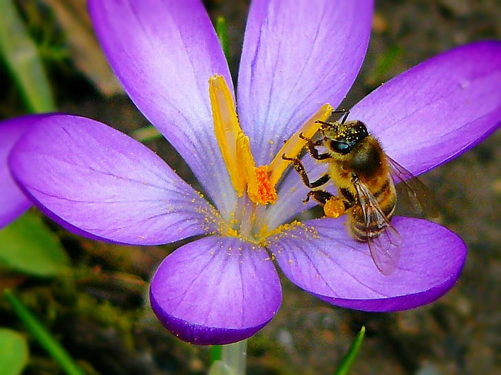 close up photo of honey bee perched on pink flower