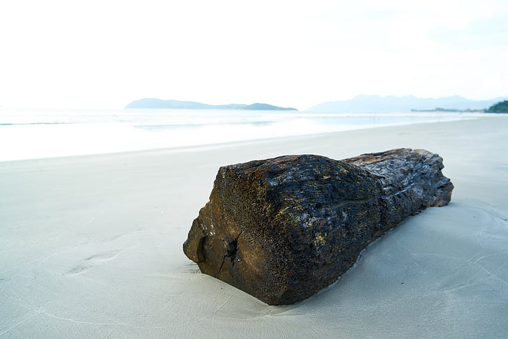 brown drift log on shore at daytime