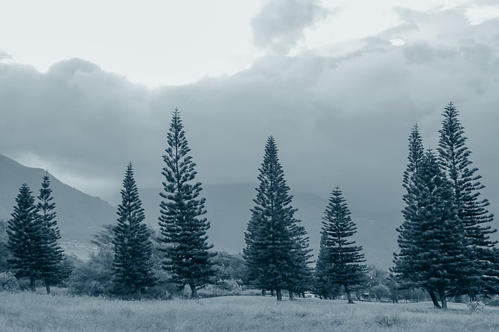 green pine trees under gray clouds