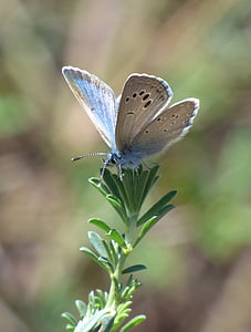 blue and gray silver-studded butterfly