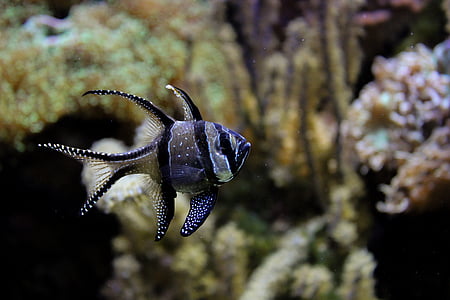 selective focus photography of black and grey striped fish