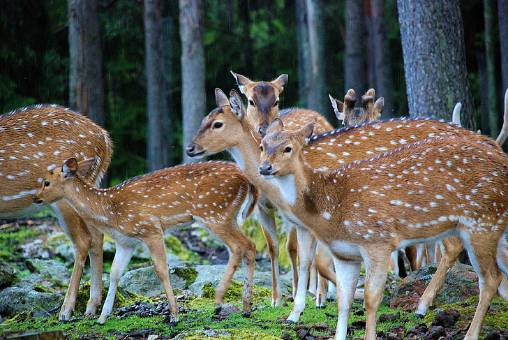 herd or brown deer beside trees