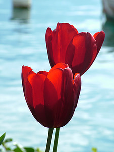 selective focus photo of two red tulips
