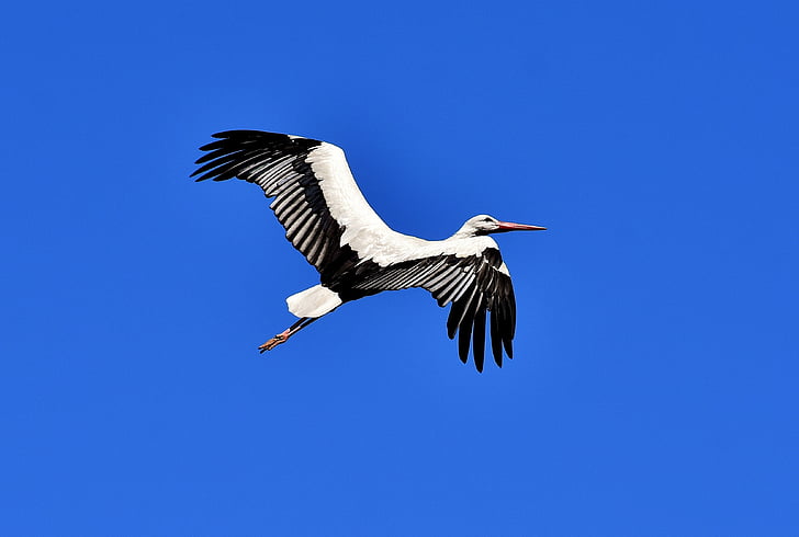 bird black and white flying