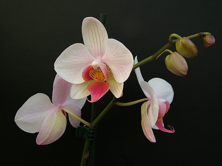 closeup photo of white orchid plant