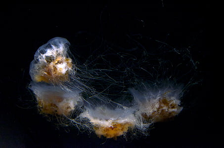 white-and-brown jellyfish
