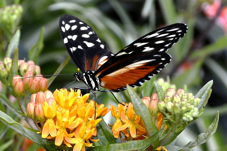 selective focus photo of a black and orange butterfly perched on yellow petaled flower