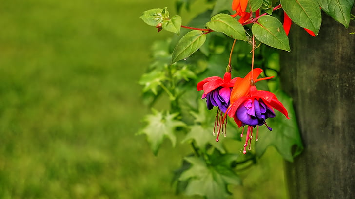 red and purple flowers during daytime