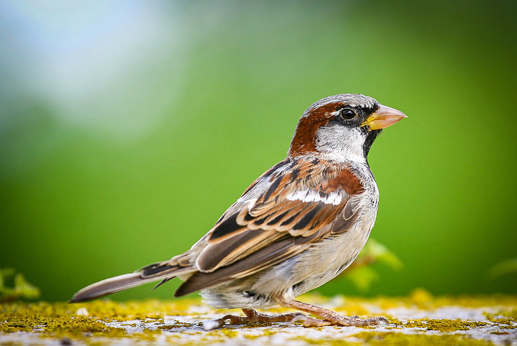 low-angle of house sparrow