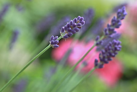 purple lavender flower in selective focus photography
