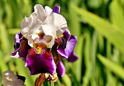 selective focus photography of white and purple tall bearded iris flower