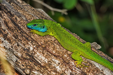 green lizard attached on tree trunk
