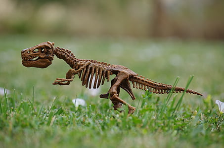 lizard skeleton selective focus photography