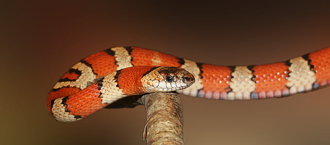 shallow focus photography of orange and white snake