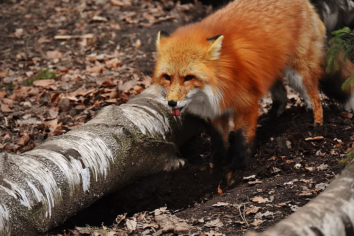 brown fox stands near tree trunk lying on ground