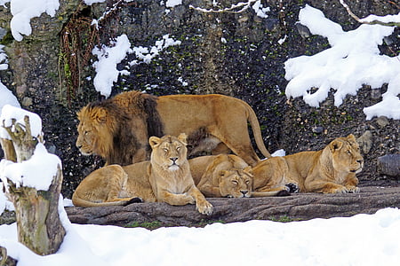 tiger and three lioness during winter at daytime