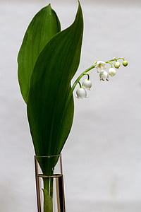 white petaled flower on vase