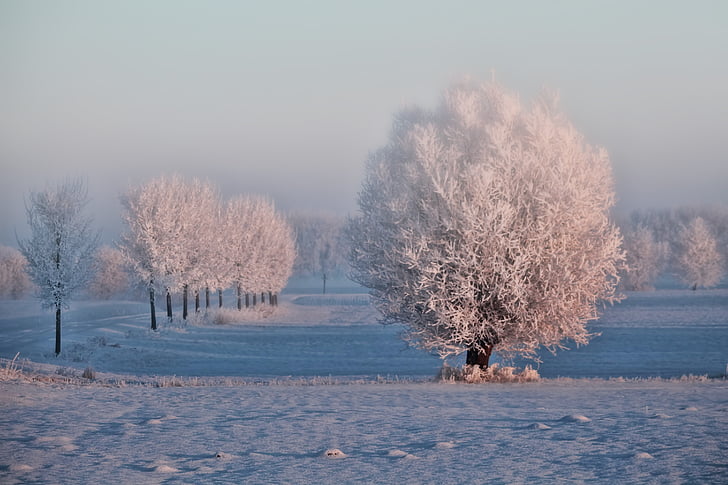 photo of snow coated trees on snow field