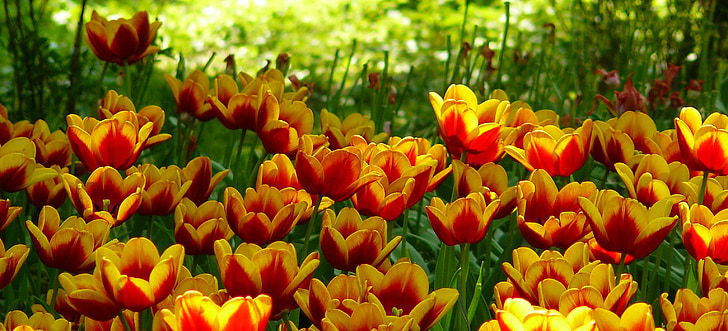 orange and yellow tulips field