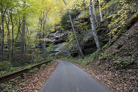gray asphalt road surrounded with green trees