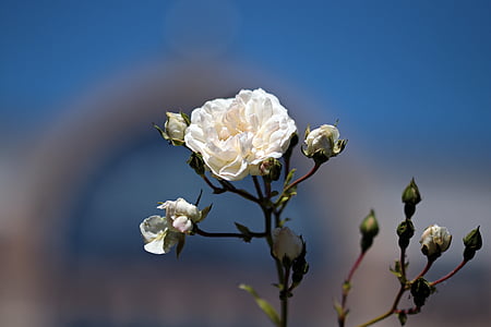 selective focus photography of white petaled flower