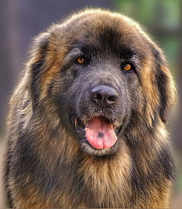 selective focus photography of adult brown and black Leonberger