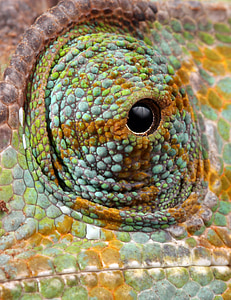 close-up photograph of lizard's eyes