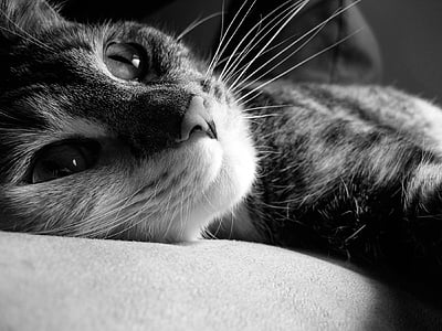 tabby cat lying on pad