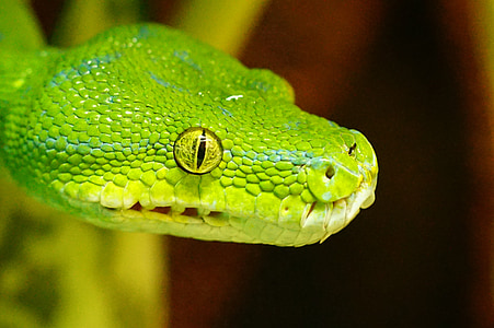 shallow focus photography of green snake
