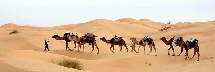 man walking on desert with camels
