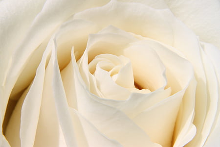 macro photo of white rose in bloom