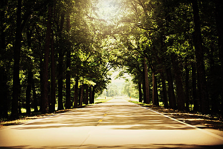 landscape photography of road surrounded by trees