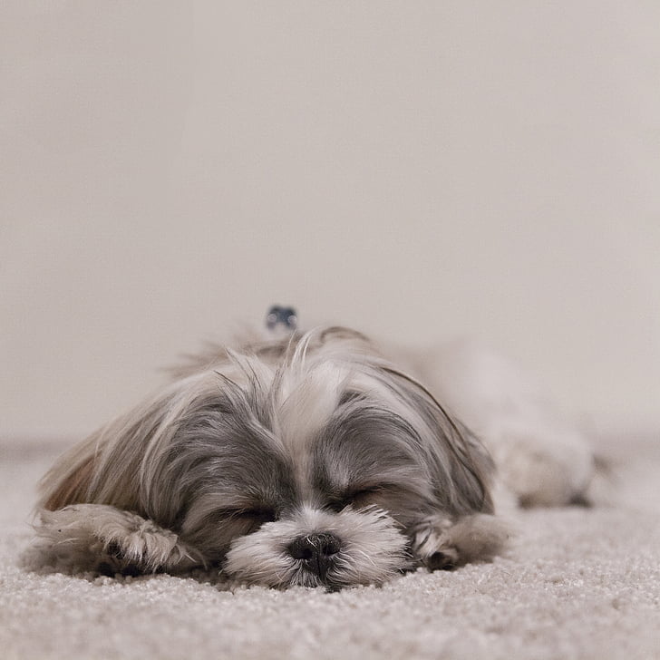 dog lying on rug