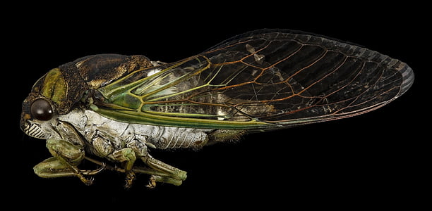 green and gray cicada