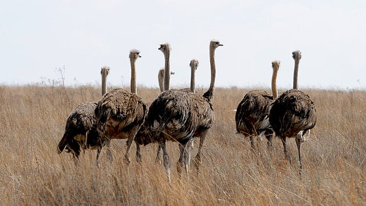 wildlife photography of ostrich