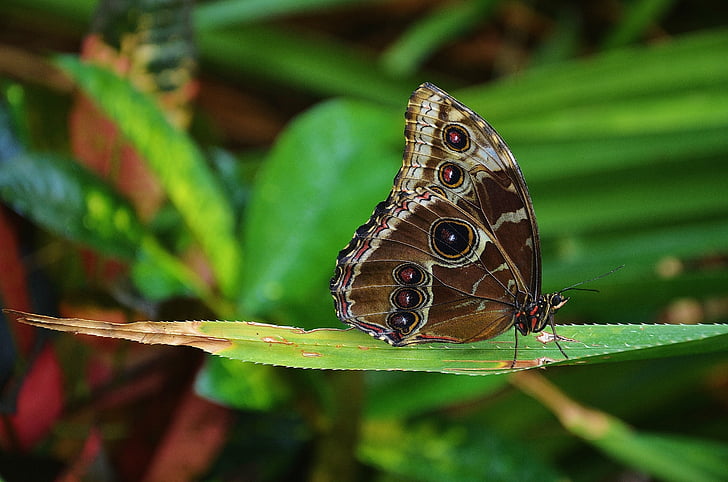 morpho butterfly perched on green leaf in closeup photography
