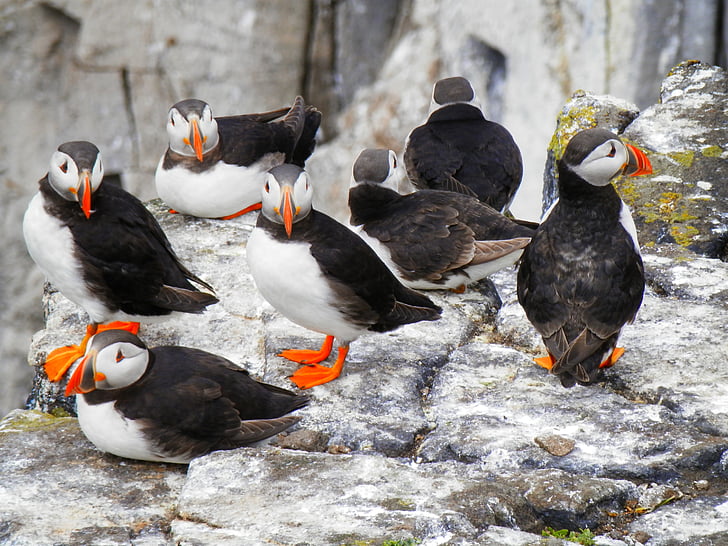 flock of puffin birds resting on rock