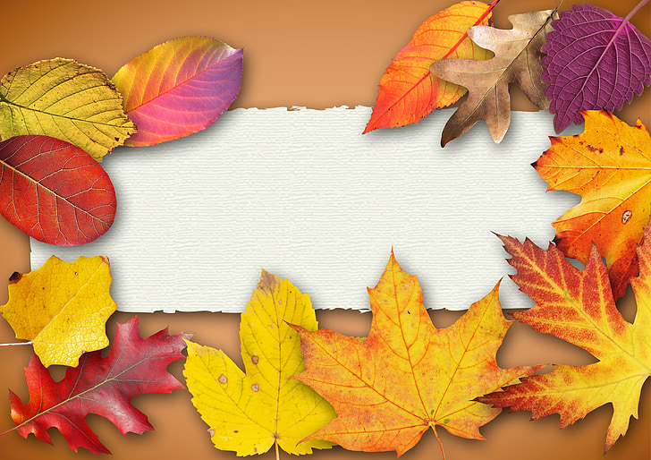 assorted-color leaf illustration