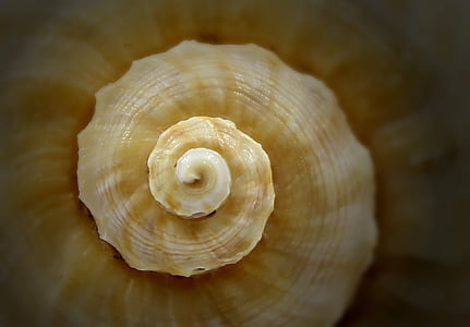 brown seashell macro photo