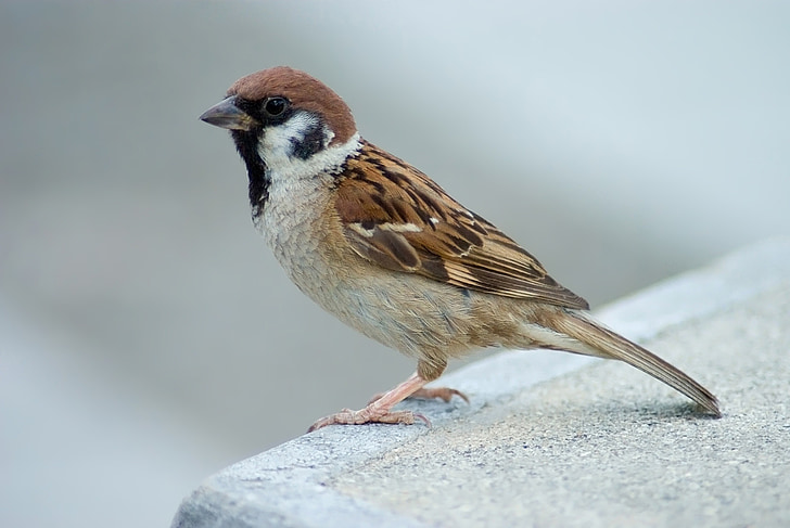 selective focus photography of house sparrow