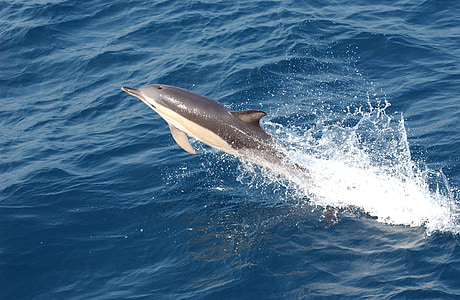 white and gray dolphin jumping on sea during daytime