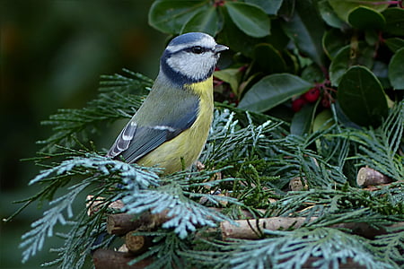 yellow and white bird on green leafed tree