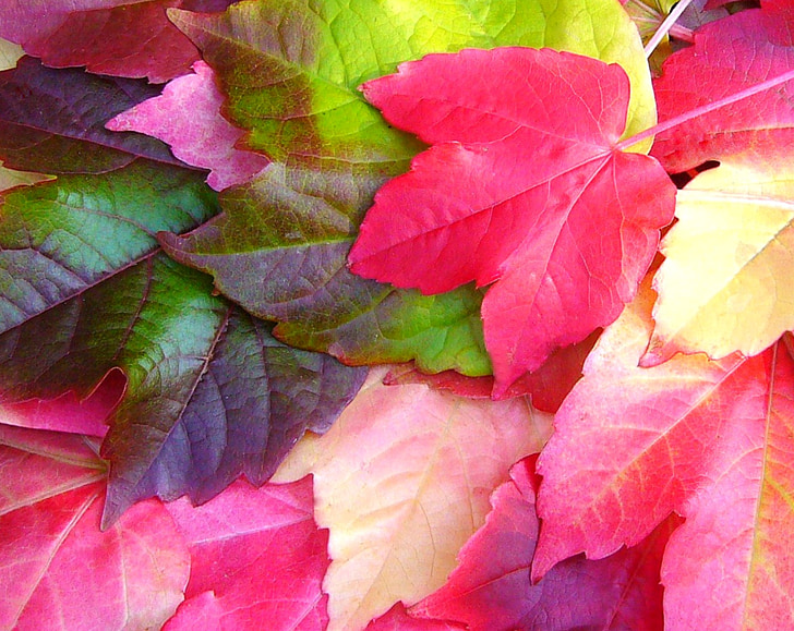 parthenocissus quinquefolia, virginia creeper, fall, autumn, colorful, leaves
