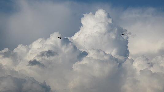 photo of two flying birds over clouds
